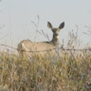 Meet your Posher, Mickey